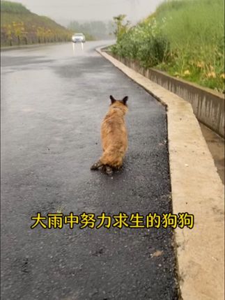 A Rescued Dog’s Journey Highlights the Importance of Compassion and Veterinary Care
