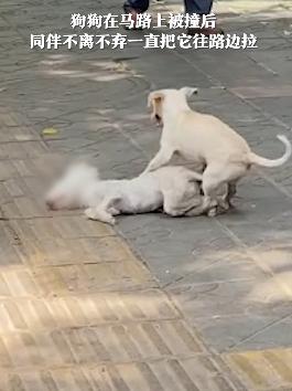 Loyal Dog Stays Beside Companion After Road Accident, Touching Hearts Across the Community