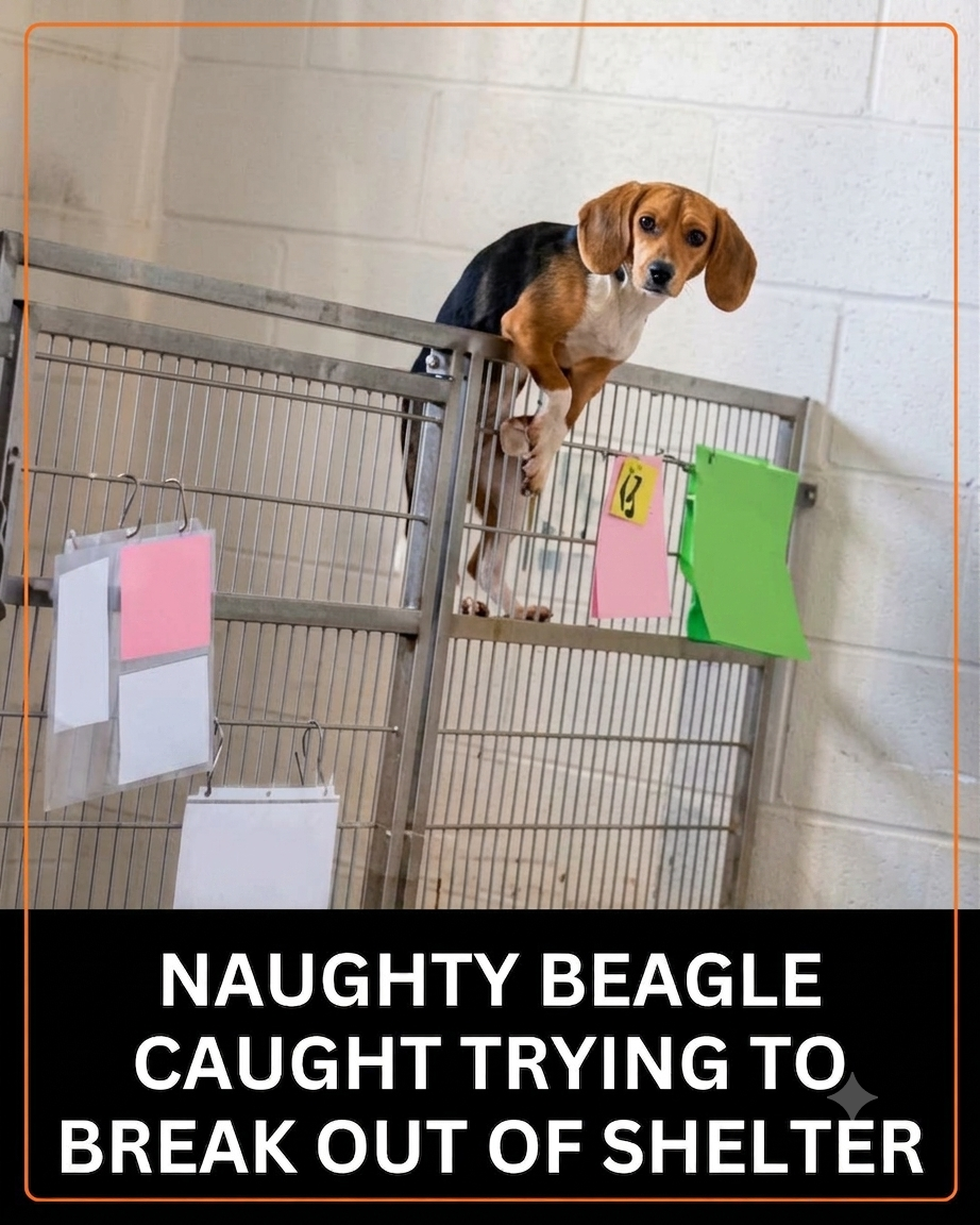 Tiny Beagle’s Climbing Adventure Ends With the Happy Home She Had Been Waiting For