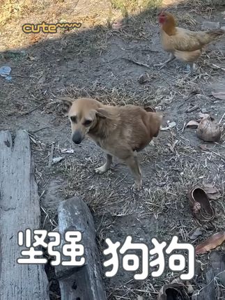Disabled Mother Dog Inspires Many With Her Joyful Spirit and Unbreakable Smile