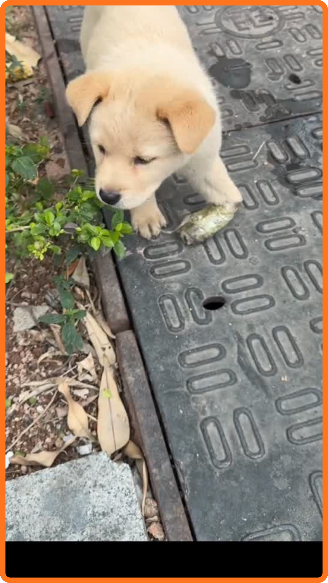 A Tiny Puppy Found Injured During Lunch Break Gets a Second Chance at Life