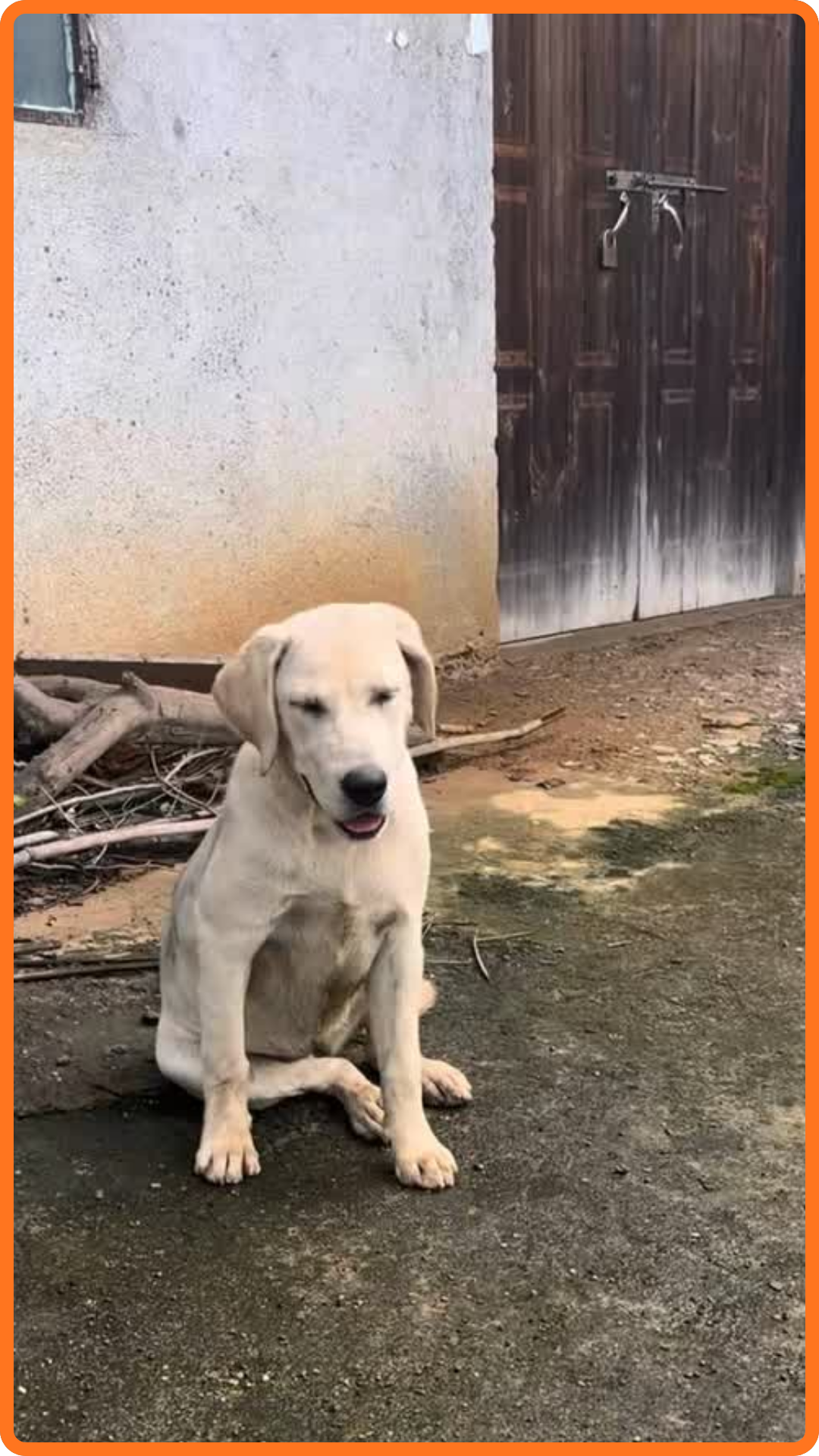 Loyal Dog Continues Waiting Outside His Old Home After Being Left Behind