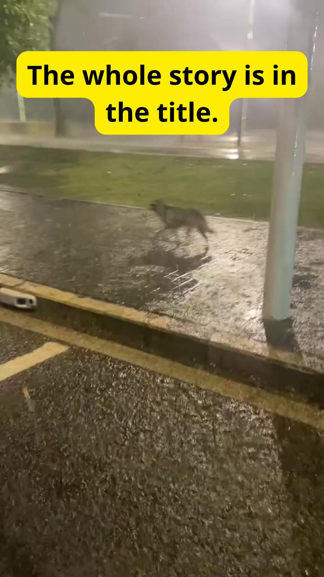 A Homeless Dog Finds Hope After Spending Hours Alone in the Rain