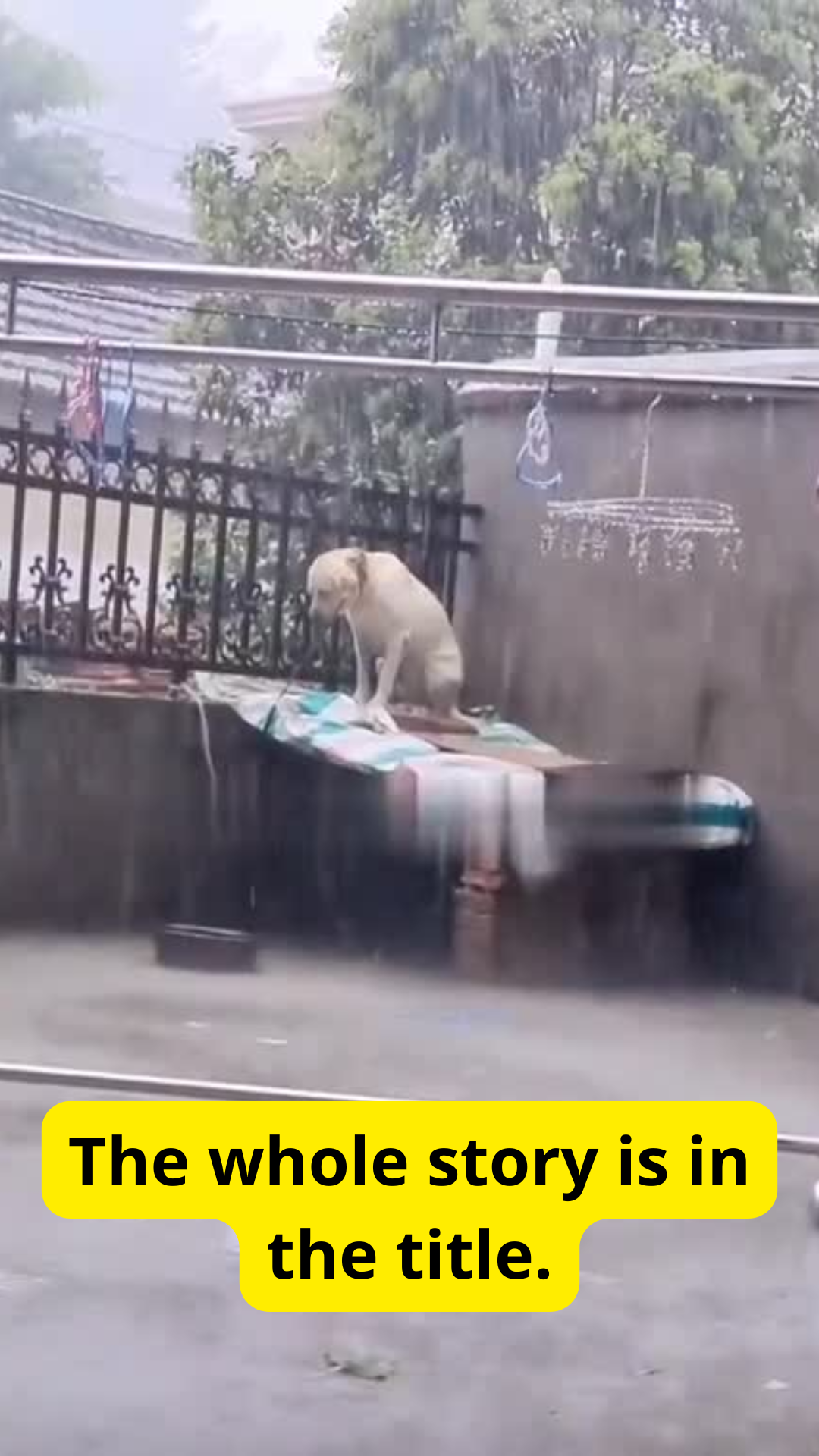 Dog Finds Safety on a Rooftop During Heavy Rain