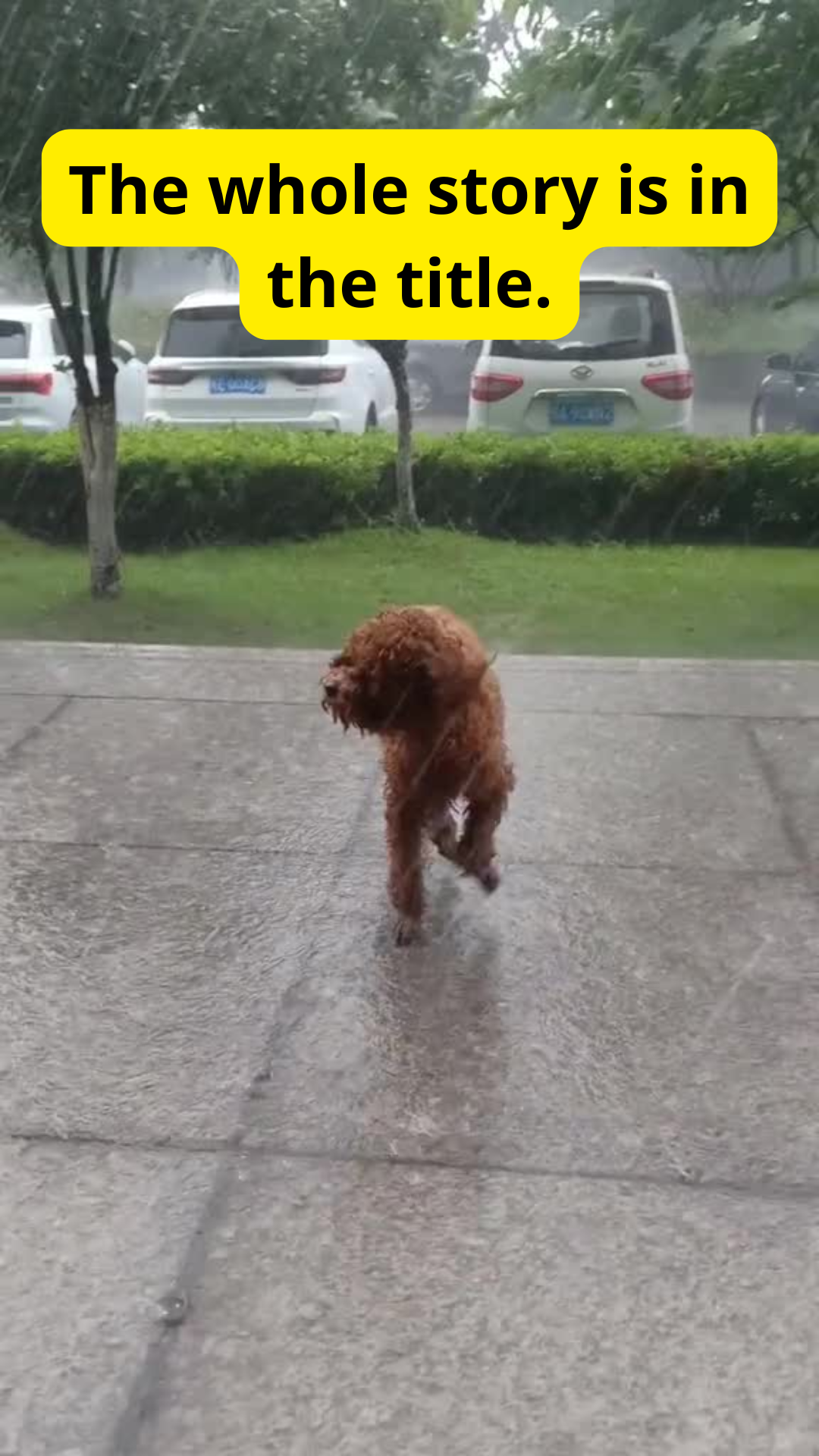 Lost Dog Keeps Searching for His Owner as Heavy Rain Falls