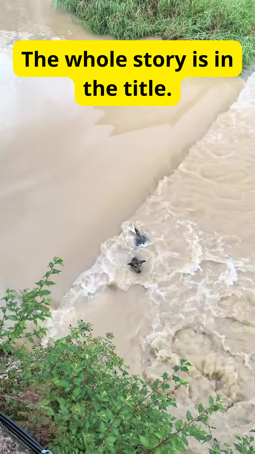 Kind-Hearted Man Rescues Dog From Fast-Rising River After Heavy Rain