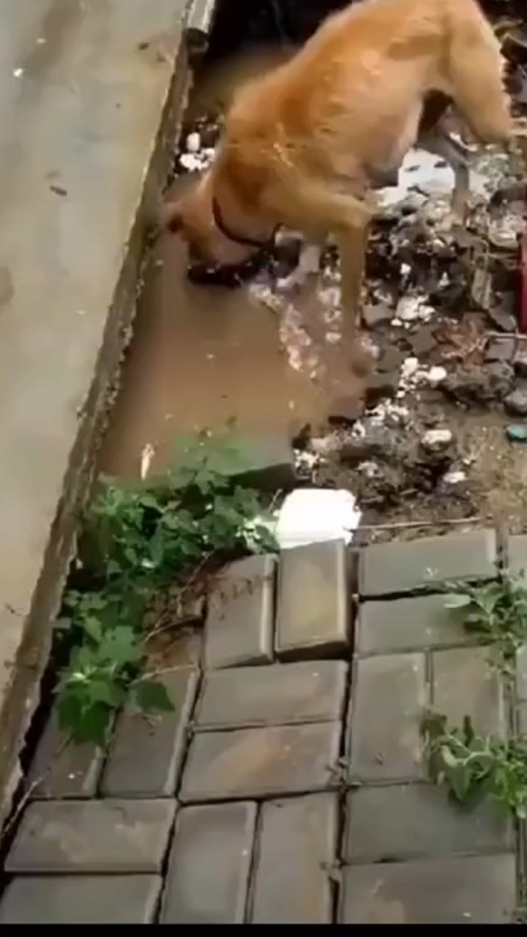 Mother Dog’s Brave Rescue Effort Brings Hope After Flood Destroys Her Shelter
