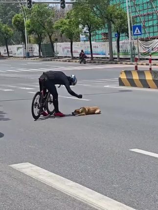 Cyclist’s Attempt to Help an Injured Dog Leads to an Unexpected Roadside Incident