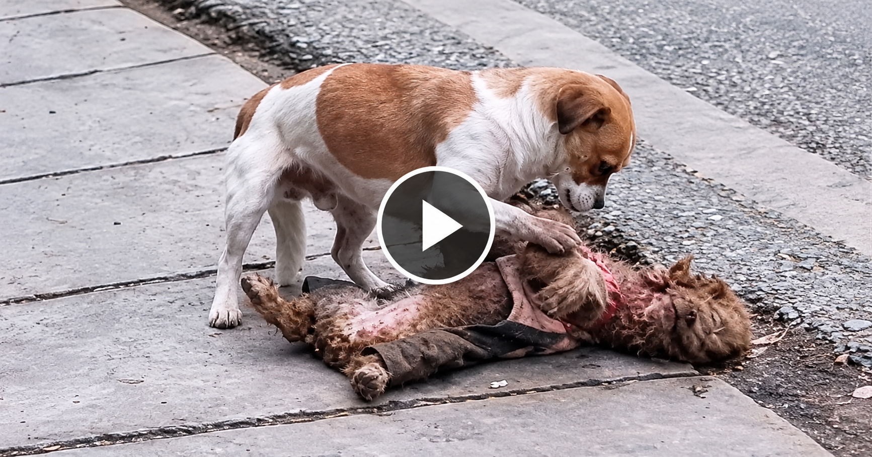 DOGS