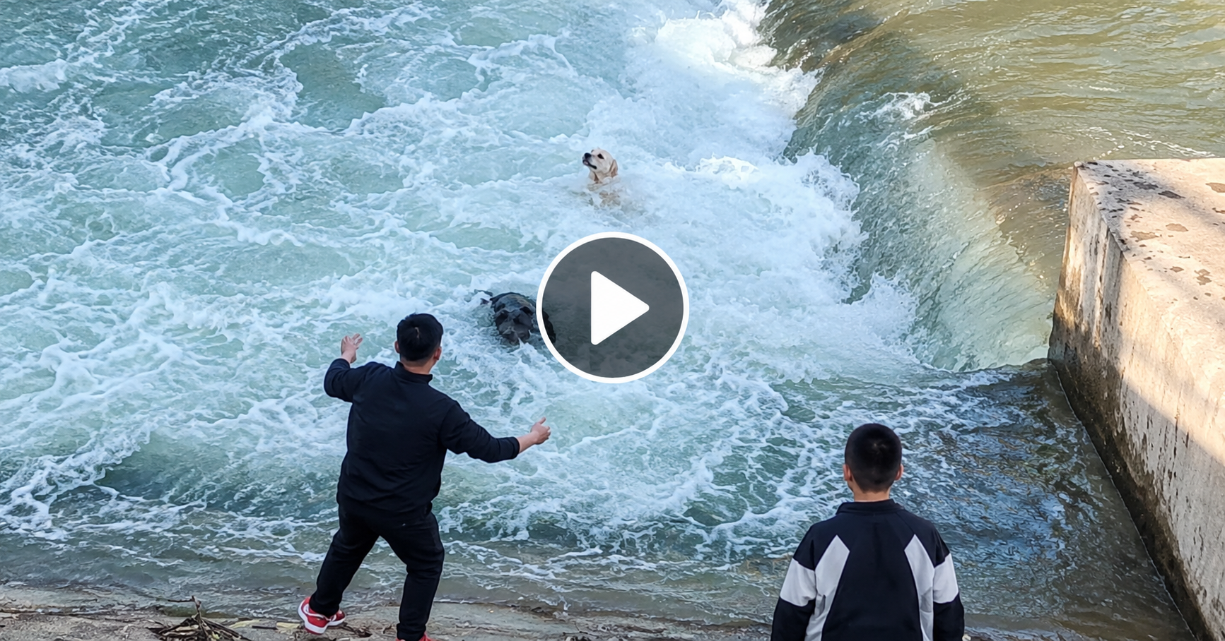 Two Dogs Swept Away by a Strong Current Inspire a Story of Hope and Compassion